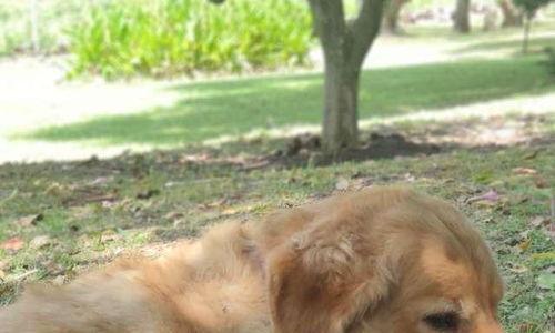 狗狗最新爆料图片,萌态百出，揭秘宠物界的欢乐瞬间